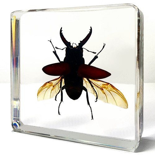 Stag beetle resin - in, wings