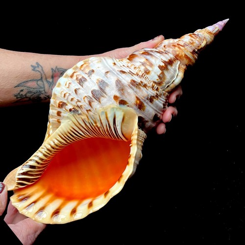 Extra large triton - extra,
