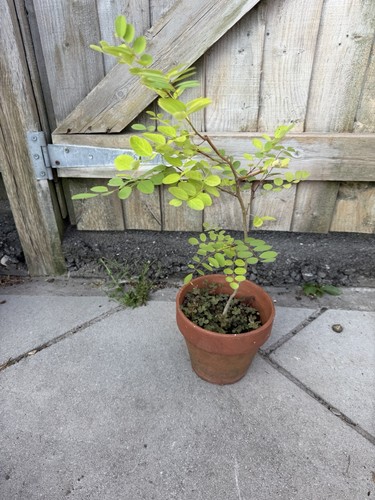 Golden false acacia bonsai - golden,