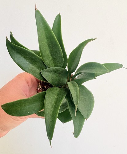 Sansevieria concinna pot 6cm - concinna,