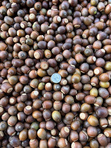 Pounds sawtooth oak acorns - 14,