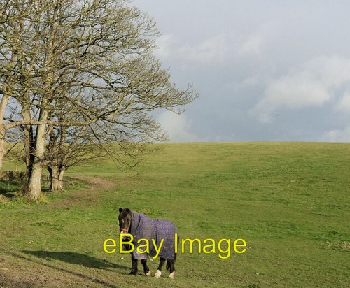 Photo 6x4 pantomime - photo, horse