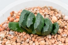 Haworthia truncata, unusual