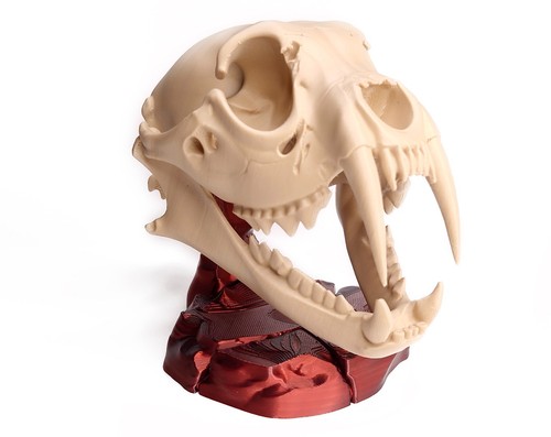 Saber tooth tiger skull - skull, 3d
