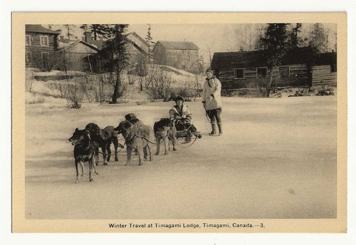 Dog sled team - ,, winter
