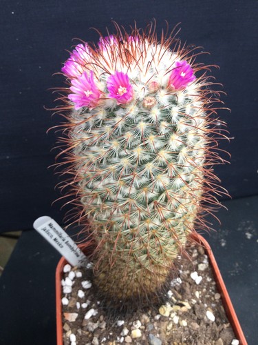 Mature mammillaria bombycina - mature,