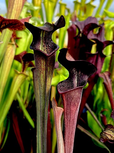 Sarracenia alata black - sarracenia, tube