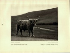 Copper Intaglio Print: Highland Cattle, Highland Cattle, Scotland, Scotland. Loch Lom