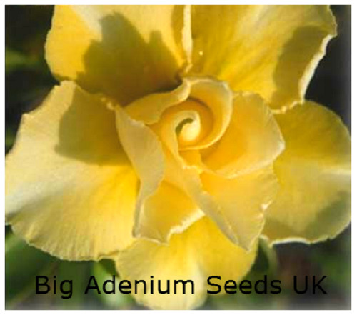 100 adenium obesum double - x, obesum,