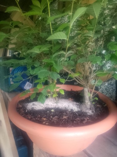 Elm bonsai tree yamadori raw - yamadori,