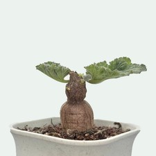 2-3CM Succulent Cactus Plant