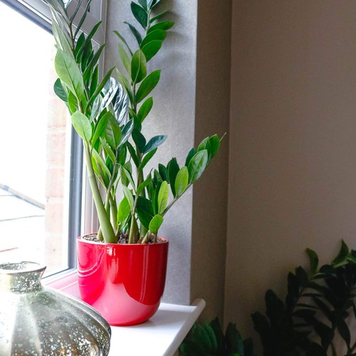 Plant - zz,