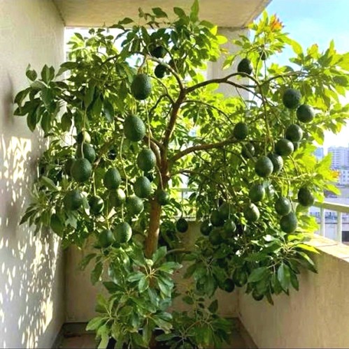 Avocado seedlings for sale - seedlings,