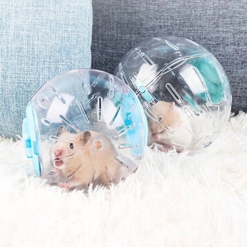Small pet hamster exercise - hamster,