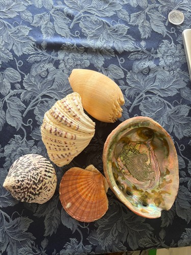 Selection seashells - selection,