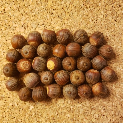 Stratified black oak acorns - 30,