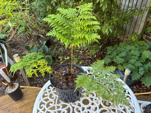 Thyrsopteris elegans rare - thyrsopteris,