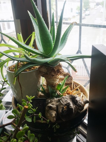 Aloe vera - vera, barbadensis