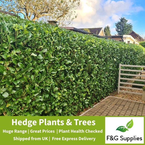 Cherry laurel evergreen - 10,
