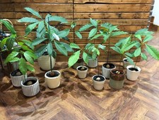 Avocado Tree Plant Sapling Seed Sprouting Rooted in the pot.. Gift Idea 20-30cm.