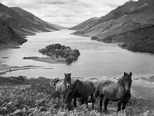 Highland ponies on top of the