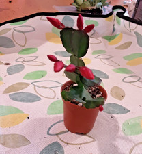 HotPink Christmas Cactus –