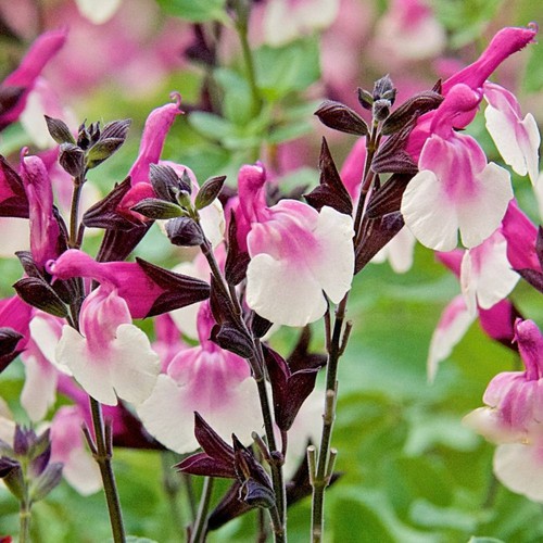 Salvia raspberry melba - ,