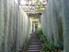TILLANDSIA USNEOIDES - 70g  Clumping hanging species with hanger - Green flowers