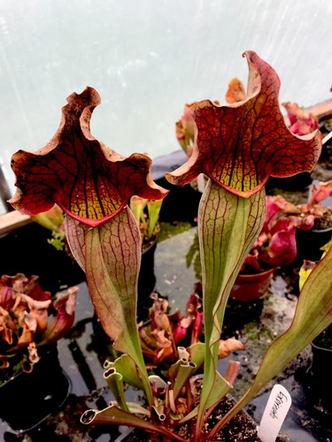 Sarracenia exornata hybrid - x,
