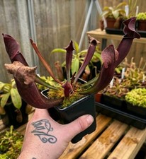 Sarracenia CV Tess Carnivorous
