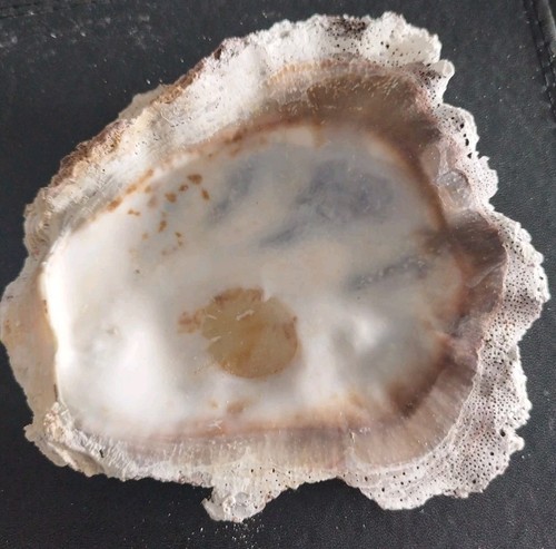 Vintage clam shell with coral - shell,