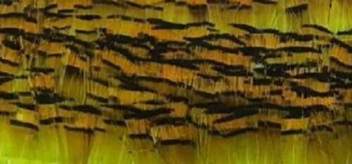 Fly tying golden - fly,