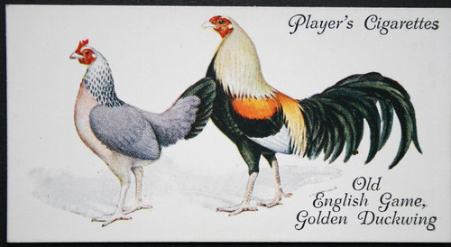 Golden duckwing old english - ,
