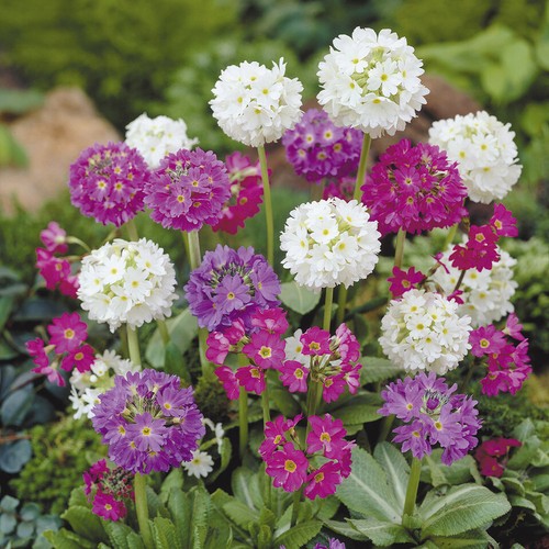 Primula plant seeds - ,
