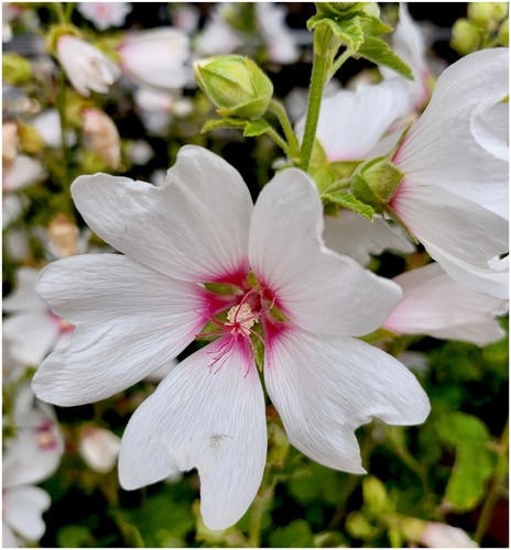 Tree mallow lavatera x - lavatera,