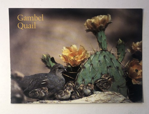 Postcard gambel quail and - postcard,