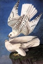 BIRDS OF AMERICA WHITE