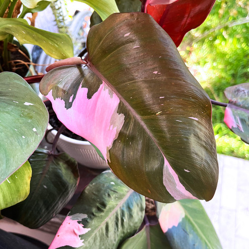 Pink princess philodendron - princess,
