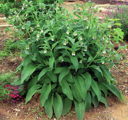 Comfrey food bocking - food, plant