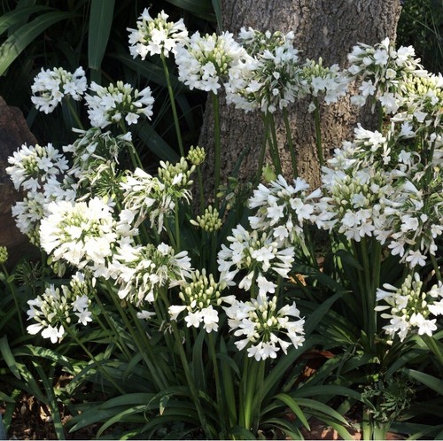 Agapanthus ever white - ‘ever, white’