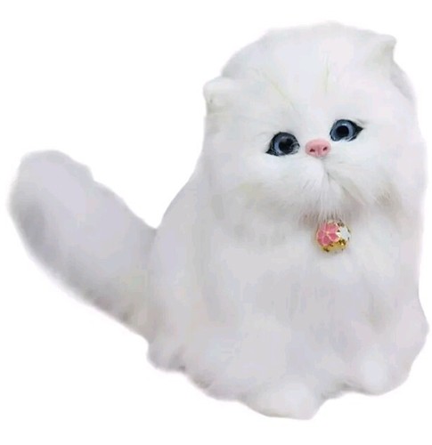 Persian cat animal model - cat,