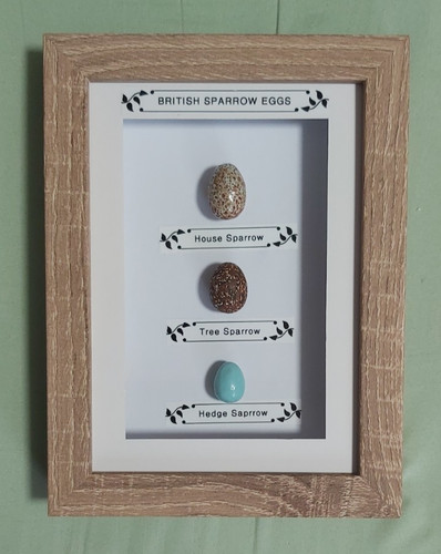 British birds eggs - british, sparrows