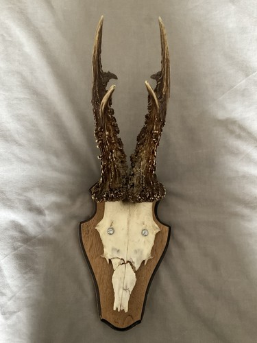 Roe deer mounted medal - deer,