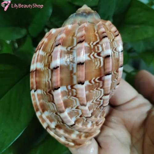 Large natural major harp - major,