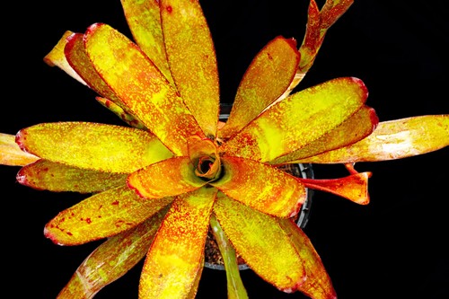 Bromeliad neoregelia jill - bromeliad,