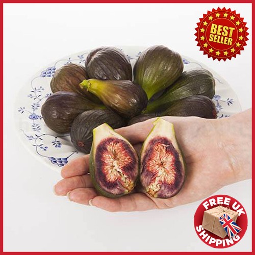 Fig brown turkey standard - turkey',