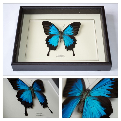 Real ulysses butterfly - real,