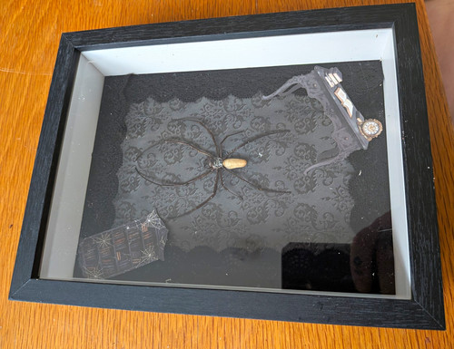 Mounted spider taxidermy - mounted,