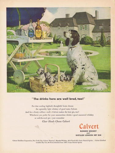1947 english springer spaniel - 1947,
