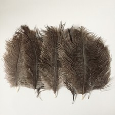 5''-8'' Long Ostrich Feathers